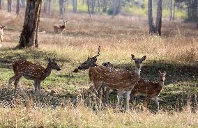 INDIA-MADHYA PRADESH-BHOPAL-WILDLIFE