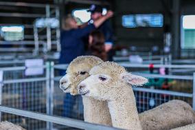 AUSTRALIA-CANBERRA-ROYAL CANBERRA SHOW
