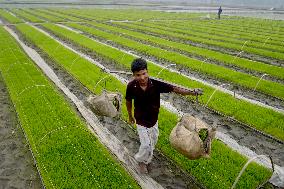 BANHLADESH-NILPHAMARI-CHINESE-HYBRID RICE