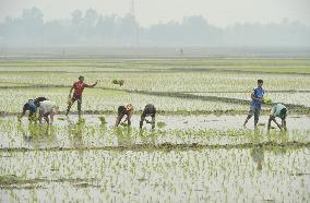 BANHLADESH-NILPHAMARI-CHINESE-HYBRID RICE