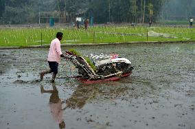 BANHLADESH-NILPHAMARI-CHINESE-HYBRID RICE