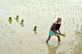 BANHLADESH-NILPHAMARI-CHINESE-HYBRID RICE