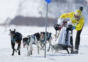 Dog sled race in Hokkaido