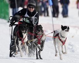 Dog sled race in Hokkaido