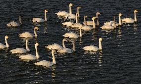 CHINA-HEBEI-TANGSHAN-SWAN (CN)