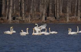 CHINA-HEBEI-TANGSHAN-SWAN (CN)