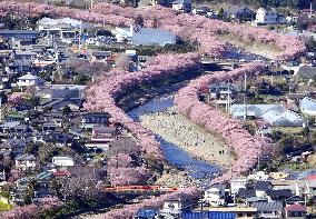 Early Cherry blossoms in Japan