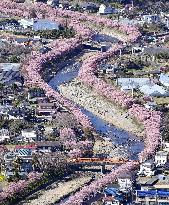 Early cherry blossoms in Japan