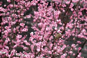 #CHINA-SPRING-FLOWERS-BIRDS-SCENERY (CN)