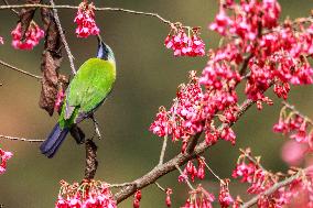 #CHINA-SPRING-FLOWERS-BIRDS-SCENERY (CN)