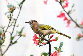 #CHINA-SPRING-FLOWERS-BIRDS-SCENERY (CN)