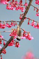 #CHINA-SPRING-FLOWERS-BIRDS-SCENERY (CN)