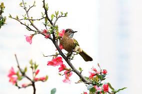 #CHINA-SPRING-FLOWERS-BIRDS-SCENERY (CN)