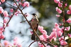 #CHINA-SPRING-FLOWERS-BIRDS-SCENERY (CN)