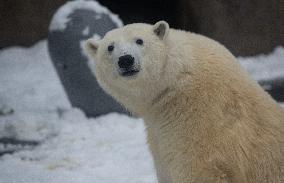 RUSSIA-MOSCOW ZOO-POLAR BEAR