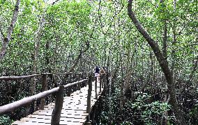 TANZANIA-ZANZIBAR-NATURE-MANGROVES