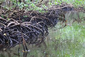 TANZANIA-ZANZIBAR-NATURE-MANGROVES