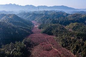 (ZhejiangPictorial)CHINA-ZHEJIANG-SPRING-SCENERY (CN)