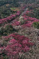 (ZhejiangPictorial)CHINA-ZHEJIANG-SPRING-SCENERY (CN)