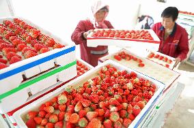 CHINA-LIAONING-TAI'AN-STRAWBERRY-HARVEST (CN)