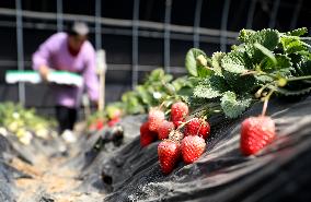 CHINA-LIAONING-TAI'AN-STRAWBERRY-HARVEST (CN)