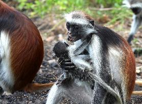 TANZANIA-ZANZIBAR-RED COLOBUS