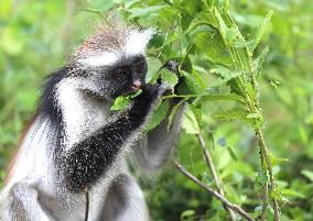 TANZANIA-ZANZIBAR-RED COLOBUS