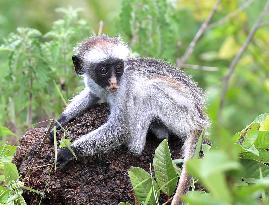 TANZANIA-ZANZIBAR-RED COLOBUS