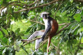 TANZANIA-ZANZIBAR-RED COLOBUS