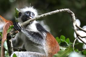 TANZANIA-ZANZIBAR-RED COLOBUS