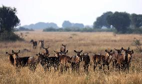 UGANDA-KASESE-QUEEN ELIZABETH NATIONAL PARK