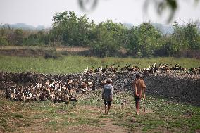 MYANMAR-YANGON-DUCK FARM