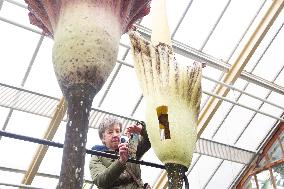 NETHERLANDS-LEIDEN-AMORPHOPHALLUS GIGAS-BLOSSOM