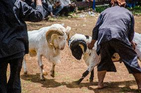 INDONESIA-BANDUNG-TRADITIONAL RAM FIGHTING