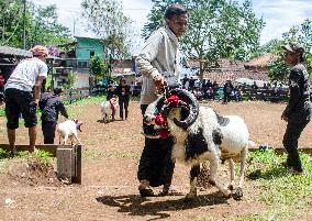 INDONESIA-BANDUNG-TRADITIONAL RAM FIGHTING