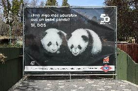 SPAIN-MADRID-CHINA-PANDA-BRIDGE OF FRIENDSHIP