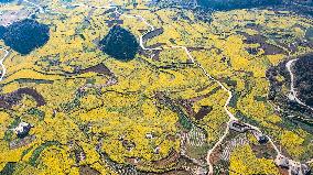 CHINA-GUIZHOU-LIUPANSHUI-COLE FLOWERS-SCENERY (CN)