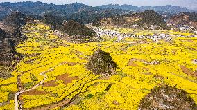 CHINA-GUIZHOU-LIUPANSHUI-COLE FLOWERS-SCENERY (CN)