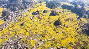 CHINA-GUIZHOU-LIUPANSHUI-COLE FLOWERS-SCENERY (CN)