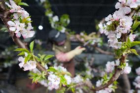 CHINA-HEILONGJIANG-GREENHOUSE-AGRICULTURE (CN)