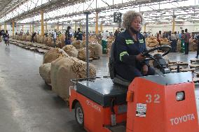 ZIMBABWE-HARARE-TOBACCO-AUCTION SEASON