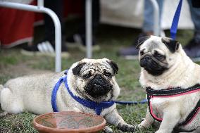 PAKISTAN-ISLAMABAD-DOG SHOW