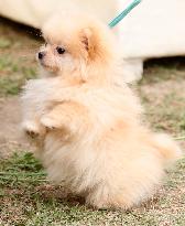 PAKISTAN-ISLAMABAD-DOG SHOW