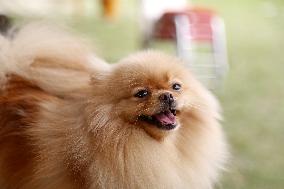 PAKISTAN-ISLAMABAD-DOG SHOW