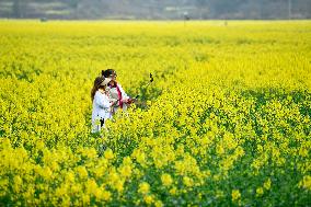 CHINA-GUIZHOU-COLE FLOWERS (CN)