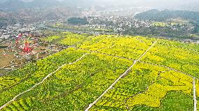 CHINA-GUIZHOU-COLE FLOWERS (CN)