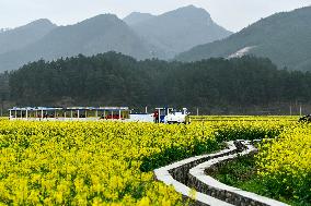 CHINA-GUIZHOU-COLE FLOWERS (CN)