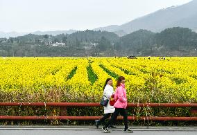 CHINA-GUIZHOU-COLE FLOWERS (CN)