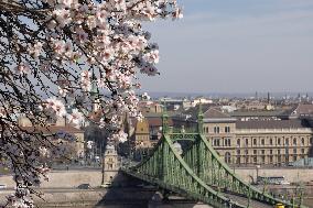 HUNGARY-BUDAPEST-ALMOND FLOWERS