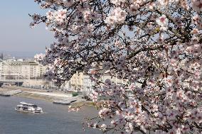 HUNGARY-BUDAPEST-ALMOND FLOWERS